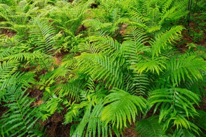 Picture of CANADA-ONTARIO-BOURGET. CINNAMON FERNS IN FOREST.
