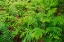 Picture of CANADA-ONTARIO-BOURGET. CINNAMON FERNS IN FOREST.