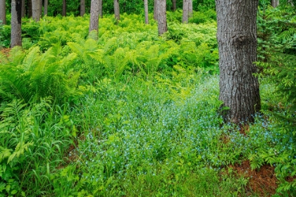 Picture of CANADA-ONTARIO-BOURGET. CINNAMON FERNS IN FOREST.