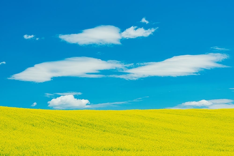 Picture of CANADA-QUEBEC-DUHAMEL. YELLOW CANOLA CROP.