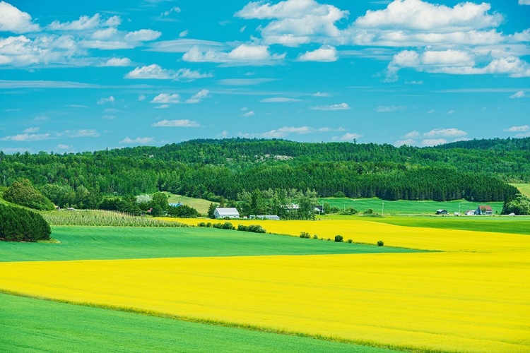 Picture of CANADA-QUEBEC-ST-BRUNO-DE-GUIGUES. YELLOW CANOLA CROPS ON FARM.