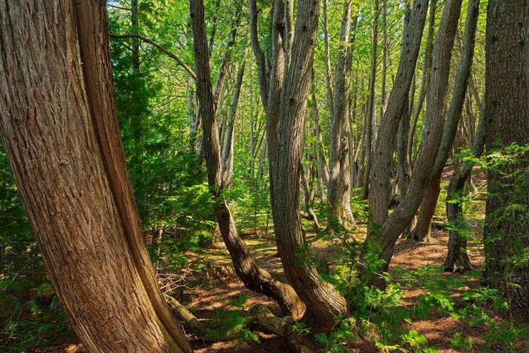 Picture of CANADA-QUEBEC-VILLE-MARIE-COATICOOK GORGE PARK. PART OF THE ENCHANTED FOREST.