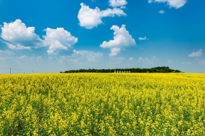 Picture of CANADA-SASKATCHEWAN-FOAM LAKE. FIELD OF YELLOW CANOLA CROP ON FARM.