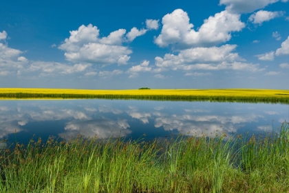 Picture of CANADA-SASKATCHEWAN-VISCOUNT. REFLECTION IN PRAIRIE POND WATER AND CANOLA CROP.