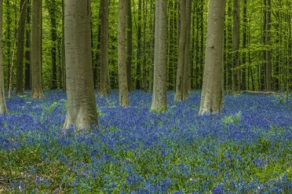 Picture of BELGIUM-BRUSSELS. HALLERBOS NATIONAL FOREST WITH SPRING BLUEBELLS.