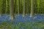 Picture of BELGIUM-BRUSSELS. HALLERBOS NATIONAL FOREST WITH SPRING BLUEBELLS.