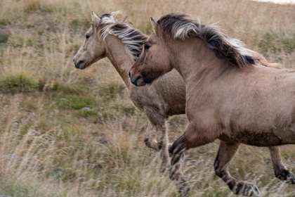 Picture of PAIR OF ICELANDIC HORSES RUN THROUGH A NEARBY FIELD.