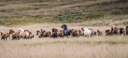 Picture of ICELANDIC HORSES ARE SOME OF THE MOST BEAUTIFUL SEMI-FREE HORSES IN THE WORLD-A SPECIAL BREED
