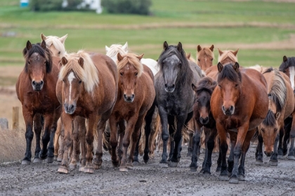 Picture of HERD OF ICELANDIC HORSES TRAVELS ALONG A ROAD.