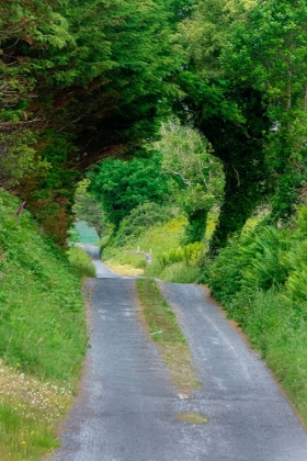 Picture of GREEN TREES WRAP THIS BACK ROAD IN LUSH FOLIAGE-COUNTY MAYO-IRELAND.