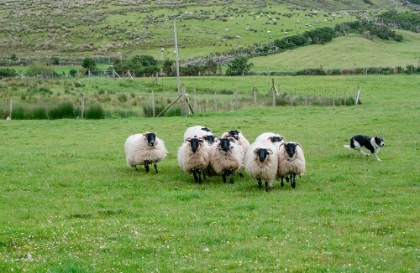 Picture of SHEEP DOG EXPERTLY GUIDES SHEEP IN RURAL COUNTY MAYO-IRELAND.