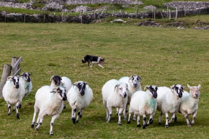 Picture of BORDER COLLIE NAMED CAPTAIN HERDING SHEEP AT FAMINE COTTAGES NEAR DINGLE-IRELAND