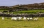 Picture of BORDER COLLIE NAMED CAPTAIN HERDING SHEEP AT FAMINE COTTAGES NEAR DINGLE-IRELAND