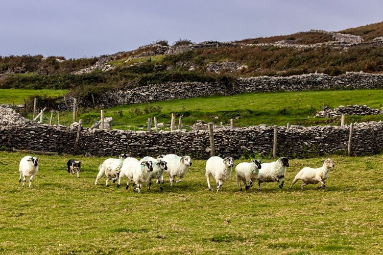 Picture of BORDER COLLIE NAMED CAPTAIN HERDING SHEEP AT FAMINE COTTAGES NEAR DINGLE-IRELAND