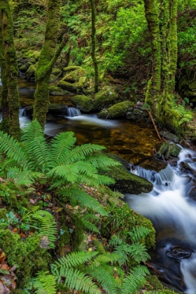 Picture of TORQ CREEK IN KILLARNEY NATIONAL PARK