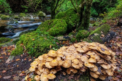 Picture of MUSHROOMS ALONG TORQ CREEK IN KILLARNEY NATIONAL PARK