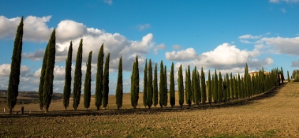 Picture of CYPRUS TREES-ITALY