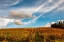 Picture of VINEYARD IN AUTUMN-ITALY