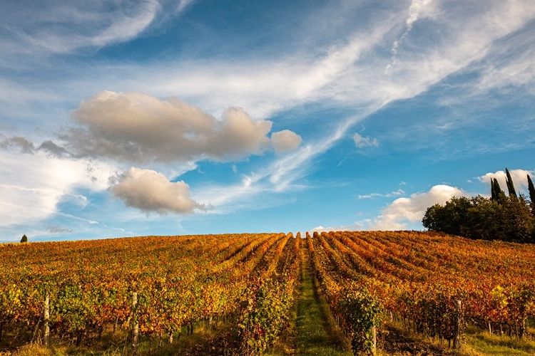Picture of VINEYARD IN AUTUMN-ITALY