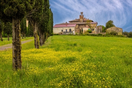 Picture of FARMHOUSE WITH ROAD LINED BY CYPRESS TREE ROW. YELLOW MUSTARD FIELD. MONTALCINO. TUSCANY-ITALY.