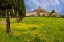 Picture of FARMHOUSE WITH ROAD LINED BY CYPRESS TREE ROW. YELLOW MUSTARD FIELD. MONTALCINO. TUSCANY-ITALY.
