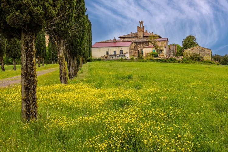 Picture of FARMHOUSE WITH ROAD LINED BY CYPRESS TREE ROW. YELLOW MUSTARD FIELD. MONTALCINO. TUSCANY-ITALY.