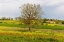 Picture of LONELY TREE. TUSCAN MEADOW WITH A FARM. YELLOW MUSTARD PLANTS AND RED POPPIES. TUSCANY-ITALY.
