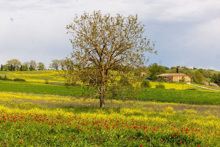 Picture of LONELY TREE. TUSCAN MEADOW WITH A FARM. YELLOW MUSTARD PLANTS AND RED POPPIES. TUSCANY-ITALY.