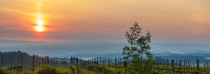 Picture of SUNRISE OVER THE VINEYARDS OF TUSCANY. TUSCANY-ITALY.