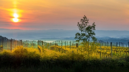 Picture of SUNRISE OVER THE VINEYARDS OF TUSCANY. TUSCANY-ITALY.