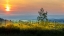 Picture of SUNRISE OVER THE VINEYARDS OF TUSCANY. TUSCANY-ITALY.