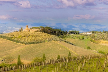 Picture of TUSCAN LANDSCAPE WITH VINEYARDS AND OLIVE GROVES. TUSCANY-ITALY.