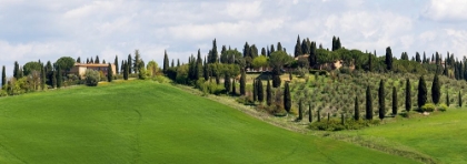 Picture of TUSCANY LANDSCAPE WITH FARM-CYPRESS AND OLIVE TREES. TUSCANY-ITALY.