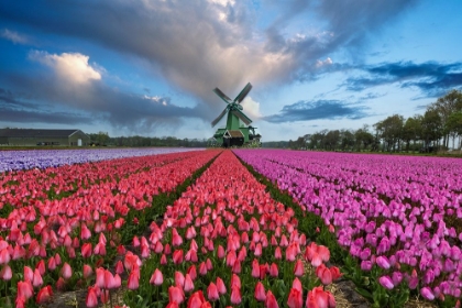 Picture of EUROPE-HOLLAND. COMPOSITE OF WINDMILL AND ROWS OF TULIPS.