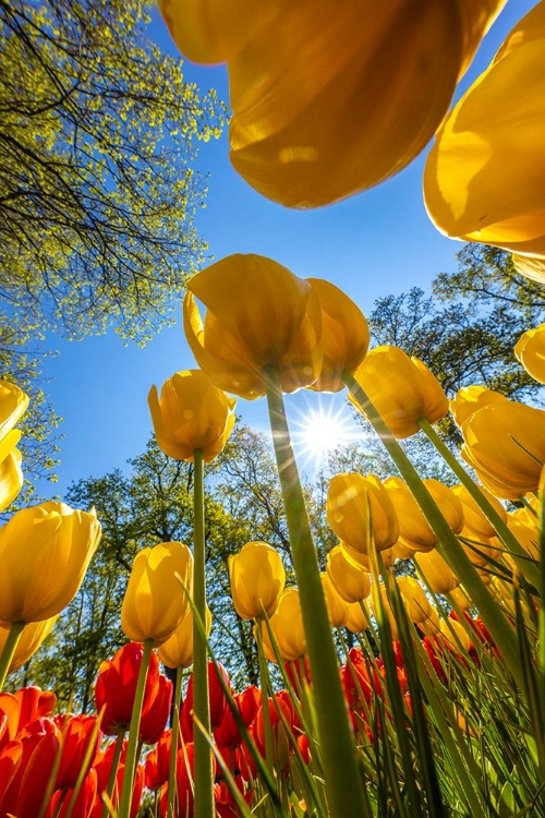 Picture of NETHERLANDS-LISSE. TULIPS IN KEUKENHOF GARDENS.