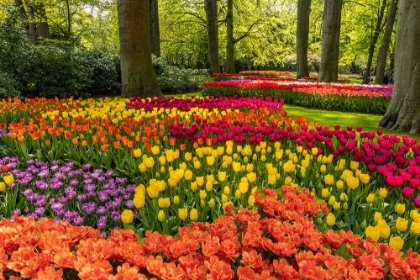 Picture of NETHERLANDS-LISSE. TULIPS IN KEUKENHOF GARDENS.