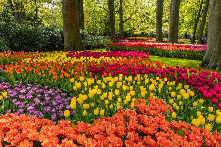 Picture of NETHERLANDS-LISSE. TULIPS IN KEUKENHOF GARDENS.