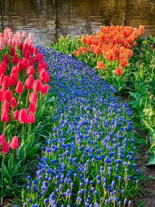 Picture of NETHERLANDS-LISSE. FLOWER DISPLAYS AT KEUKENHOF GARDENS.