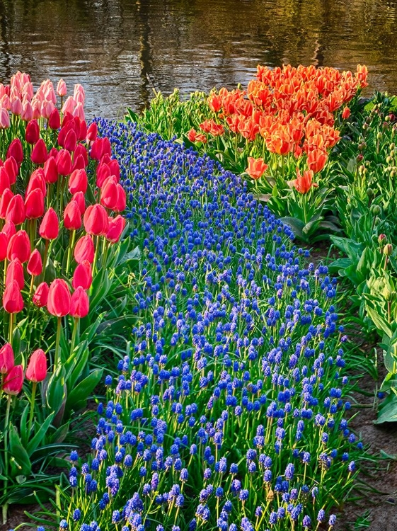 Picture of NETHERLANDS-LISSE. FLOWER DISPLAYS AT KEUKENHOF GARDENS.