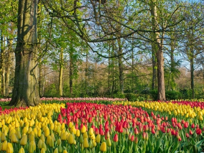 Picture of NETHERLANDS-LISSE. FLOWER DISPLAYS AT KEUKENHOF GARDENS.
