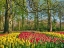 Picture of NETHERLANDS-LISSE. FLOWER DISPLAYS AT KEUKENHOF GARDENS.
