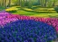 Picture of NETHERLANDS-LISSE. FLOWER DISPLAYS AT KEUKENHOF GARDENS.