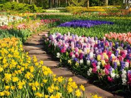 Picture of NETHERLANDS-LISSE. FLOWER DISPLAYS AT KEUKENHOF GARDENS.