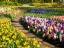Picture of NETHERLANDS-LISSE. FLOWER DISPLAYS AT KEUKENHOF GARDENS.