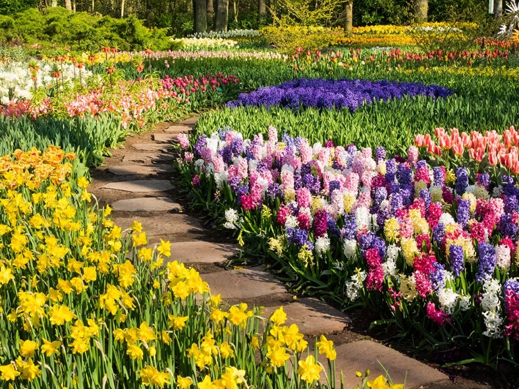 Picture of NETHERLANDS-LISSE. FLOWER DISPLAYS AT KEUKENHOF GARDENS.