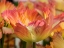 Picture of NETHERLANDS-LISSE. CLOSEUP OF ORANGE VARIEGATED TULIP FLOWER.