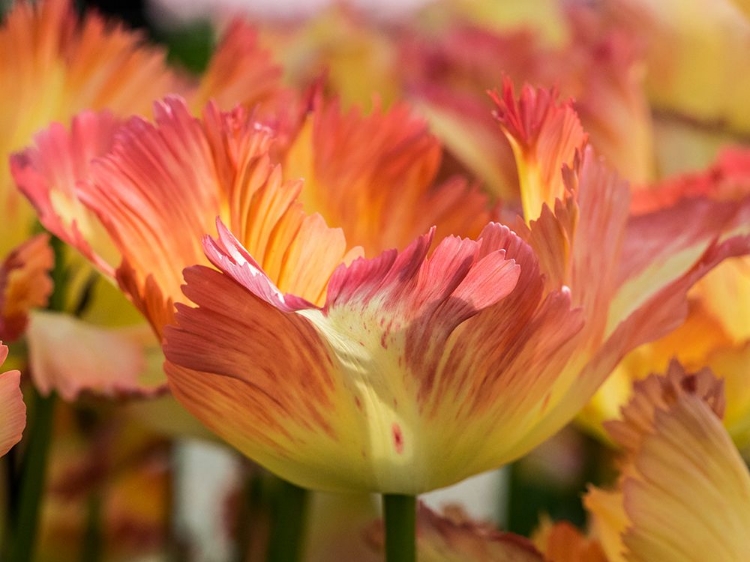 Picture of NETHERLANDS-LISSE. CLOSEUP OF ORANGE VARIEGATED TULIP FLOWER.