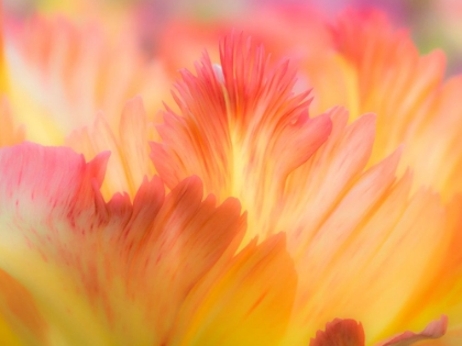 Picture of NETHERLANDS-LISSE. CLOSEUP OF ORANGE VARIEGATED TULIP FLOWER.