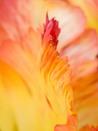 Picture of NETHERLANDS-LISSE. CLOSEUP OF ORANGE VARIEGATED TULIP FLOWER.