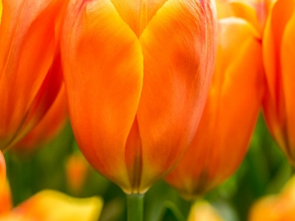 Picture of NETHERLANDS-LISSE. CLOSEUP OF BRIGHT ORANGE TULIP FLOWER.